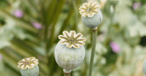 A field of opium plants